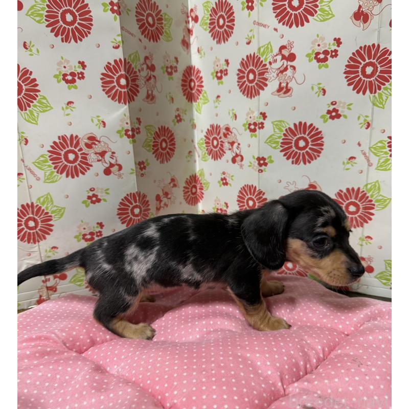 販売中の愛知県のミニチュアダックスフンド(スムースヘアード)-444883の7枚目