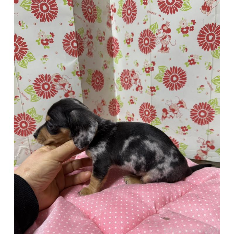 販売中の愛知県のミニチュアダックスフンド(スムースヘアード)-444883の6枚目