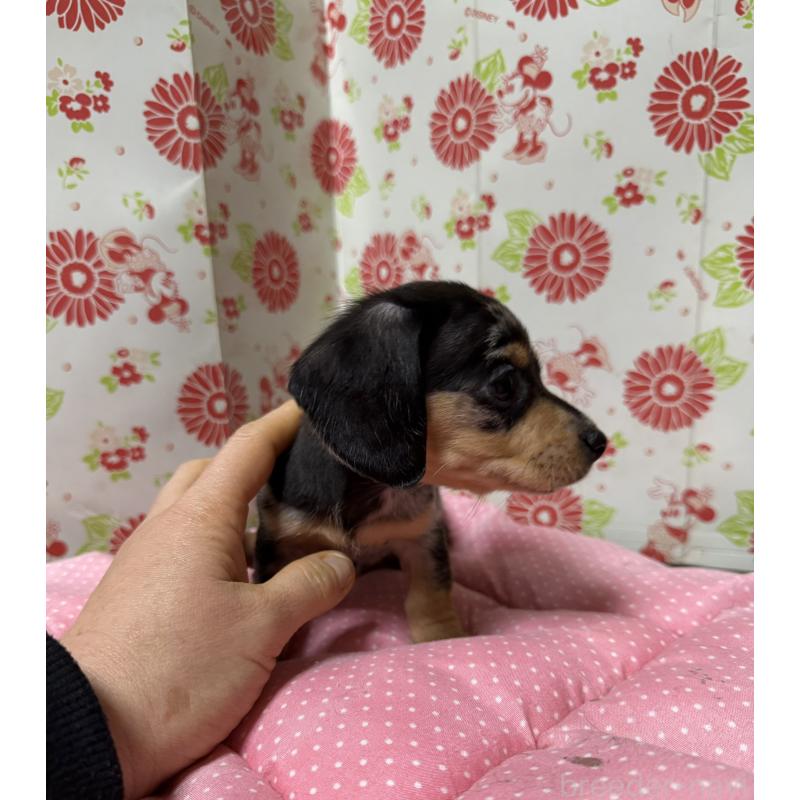 販売中の愛知県のミニチュアダックスフンド(スムースヘアード)-444883の4枚目