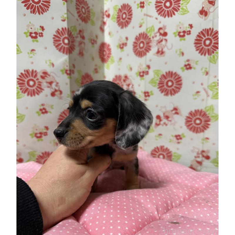 販売中の愛知県のミニチュアダックスフンド(スムースヘアード)-444883の3枚目