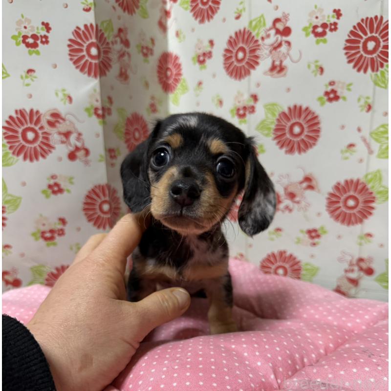 販売中の愛知県のミニチュアダックスフンド(スムースヘアード)-444883の2枚目