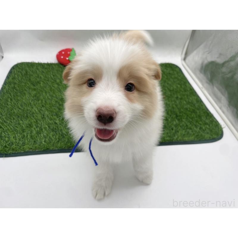 商談中の愛知県のボーダーコリー-439679