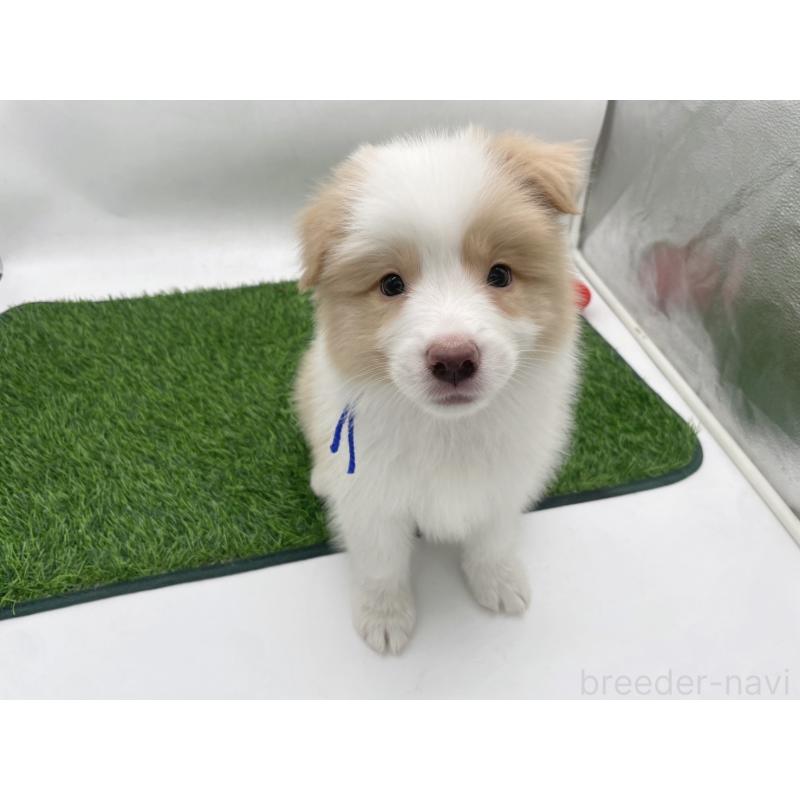 成約済の愛知県のボーダーコリー-439679の6枚目