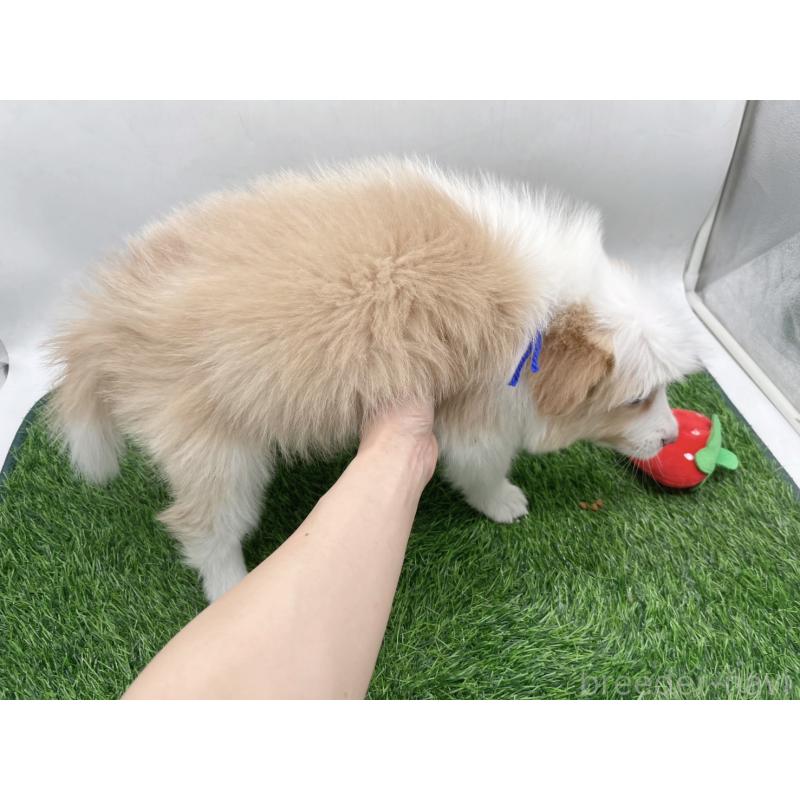 成約済の愛知県のボーダーコリー-439679の5枚目