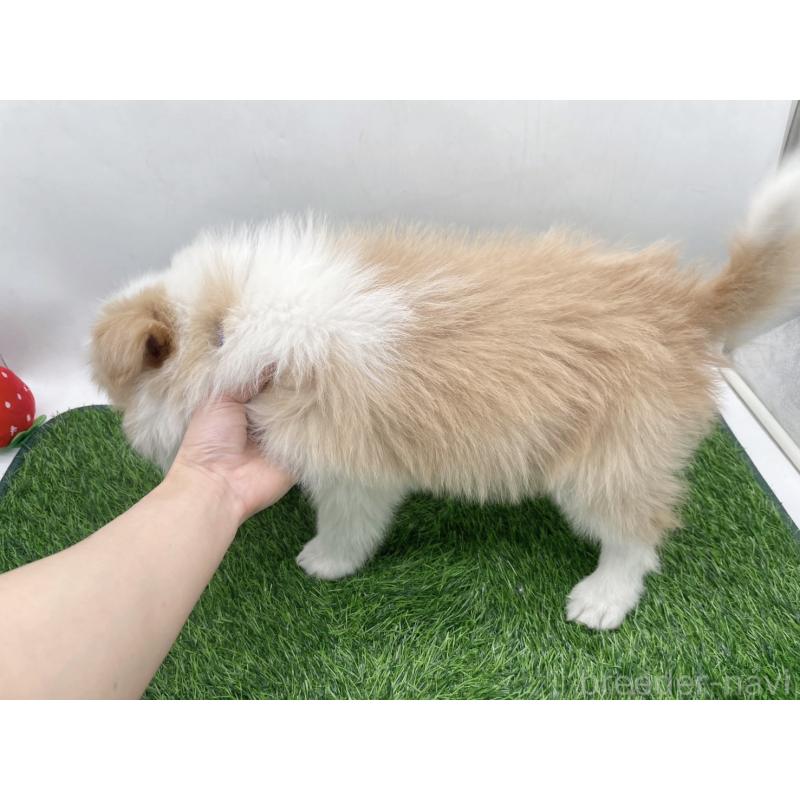 成約済の愛知県のボーダーコリー-439679の4枚目