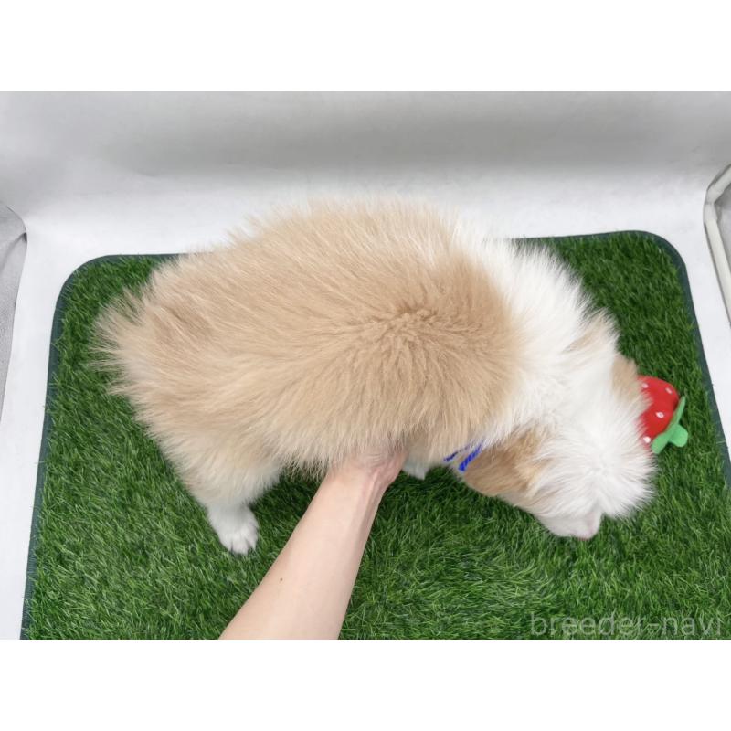 成約済の愛知県のボーダーコリー-439679の3枚目