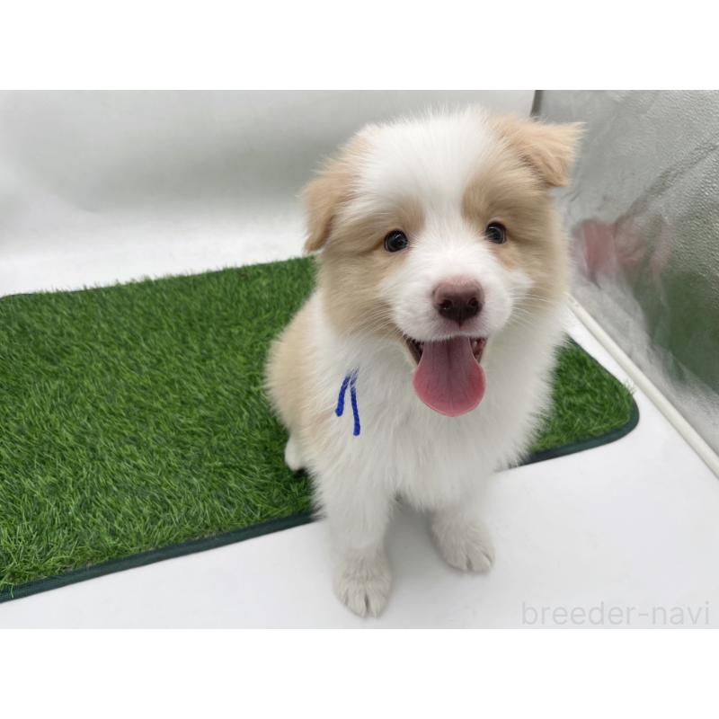 成約済の愛知県のボーダーコリー-439679の2枚目