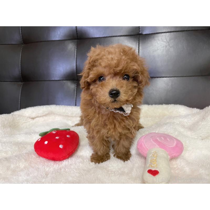 販売中の愛知県のトイプードル-439674