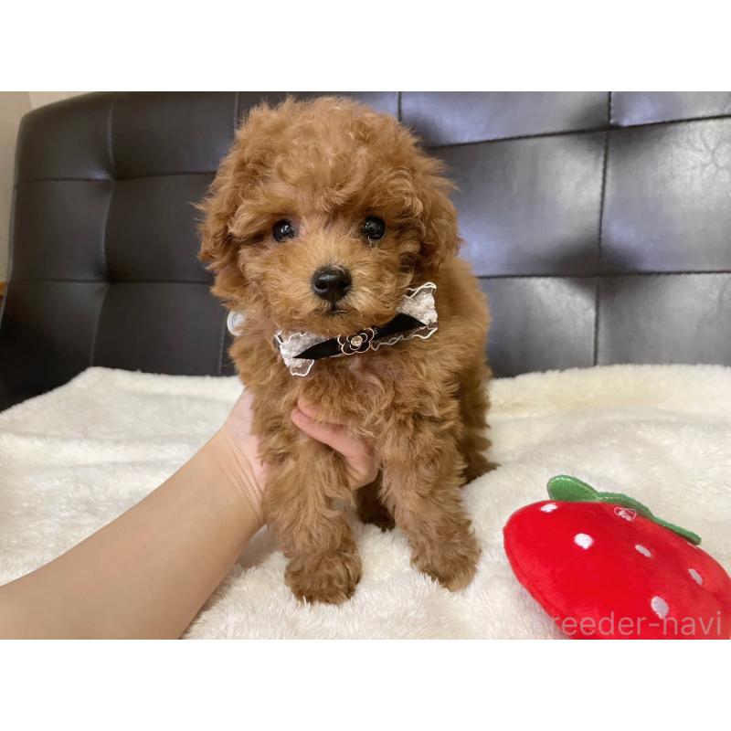 販売中の愛知県のトイプードル-439674の7枚目