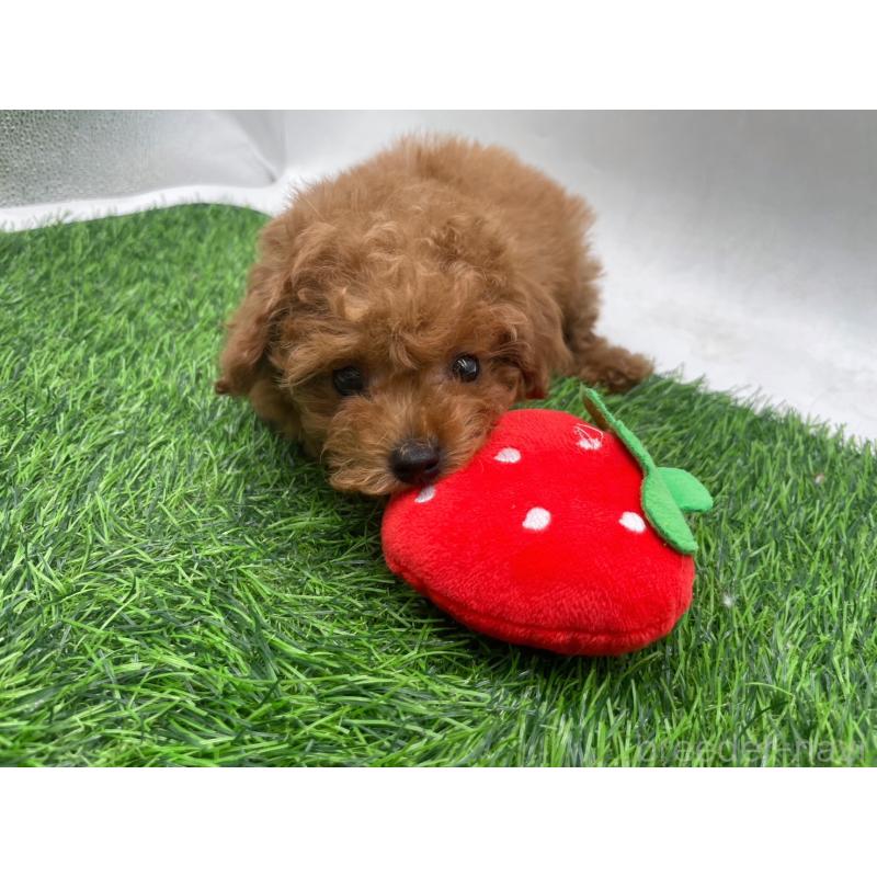 販売中の愛知県のトイプードル-439674の6枚目