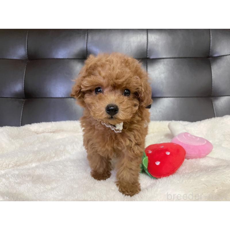 販売中の愛知県のトイプードル-439674の5枚目