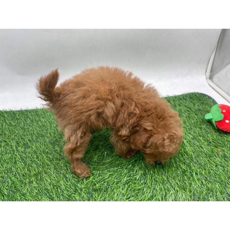 販売中の愛知県のトイプードル-439674の4枚目