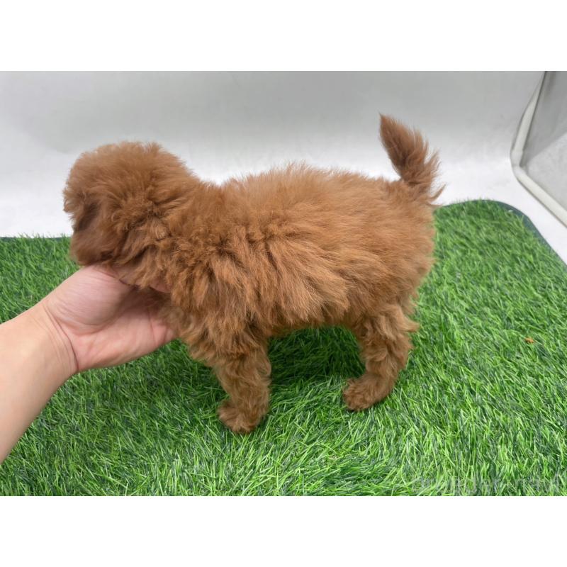 販売中の愛知県のトイプードル-439674の3枚目