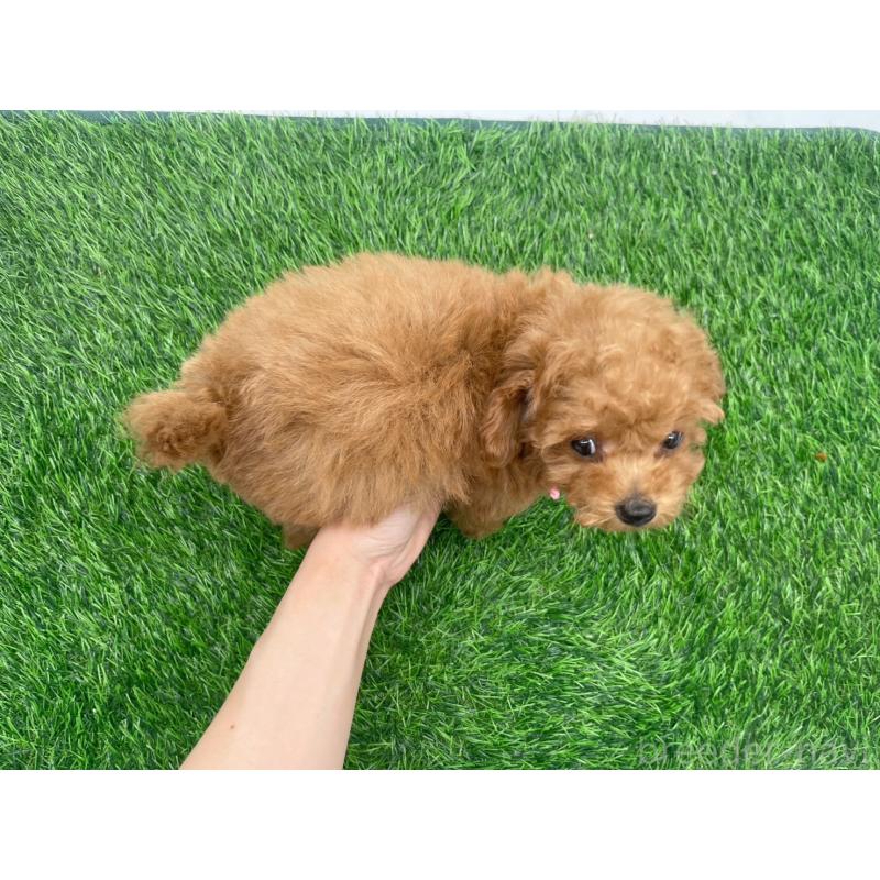 販売中の愛知県のトイプードル-439674の2枚目