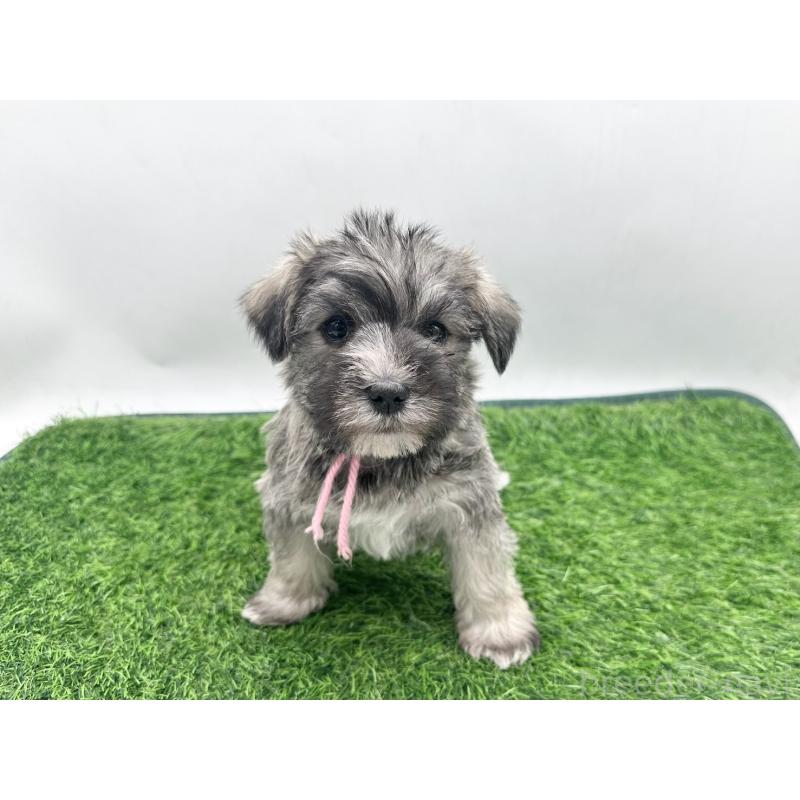 販売中の愛知県のマルシュナ:マルチーズ×ミニチュアシュナウザー-443898