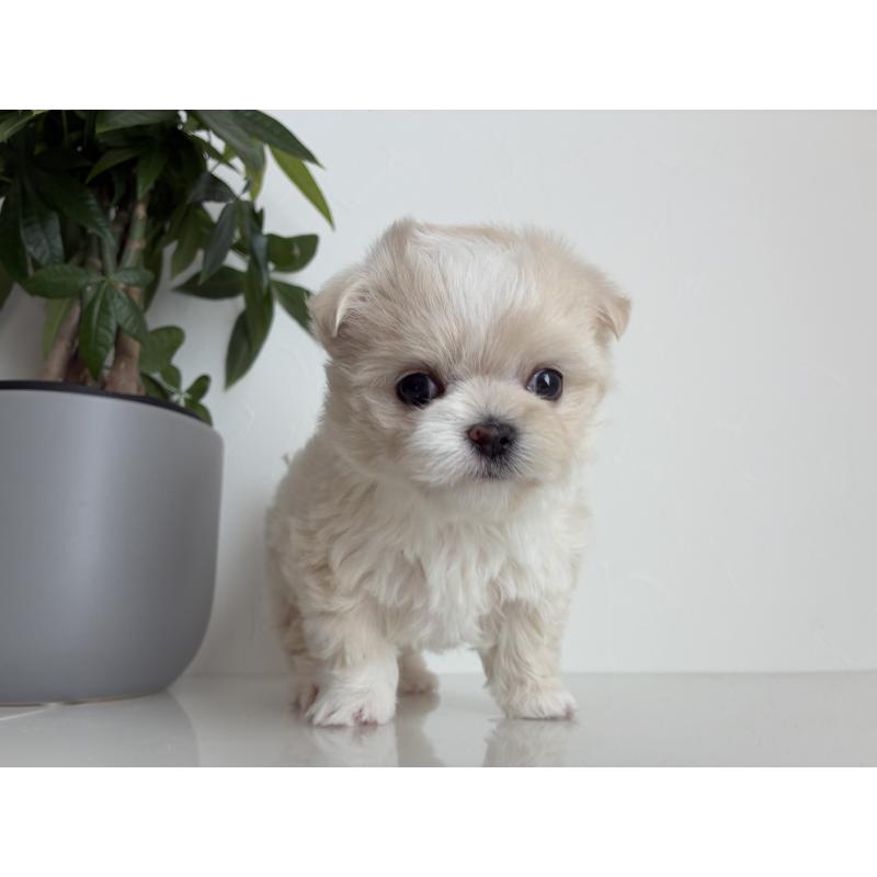 販売中の静岡県のミックス犬-444884の4枚目