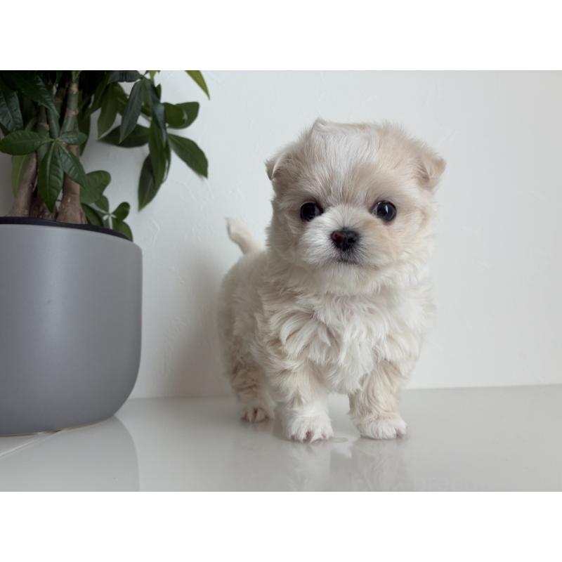 販売中の静岡県のミックス犬-444884の3枚目