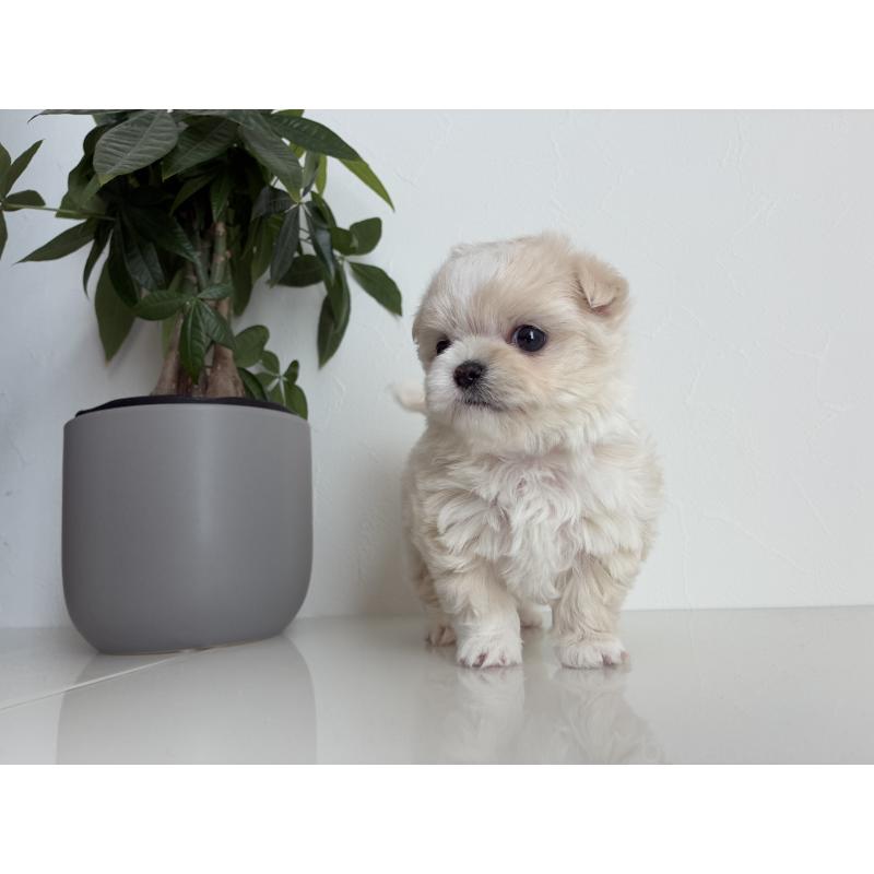 販売中の静岡県のミックス犬-444884の2枚目