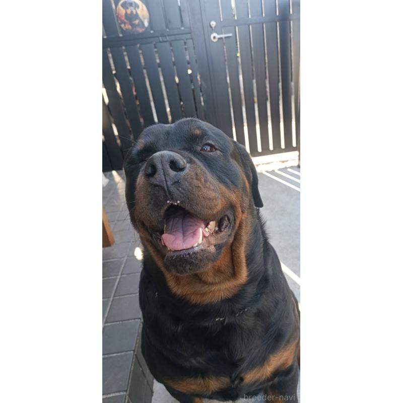 およめちゃんちゃん1枚目