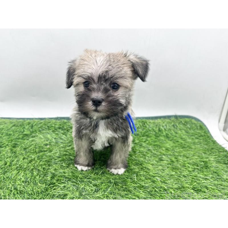 販売中の愛知県のマルシュナ:マルチーズ×ミニチュアシュナウザー-443895