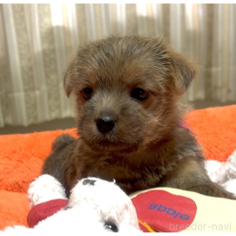 販売中の大阪府のノーフォークテリア-444886の7枚目