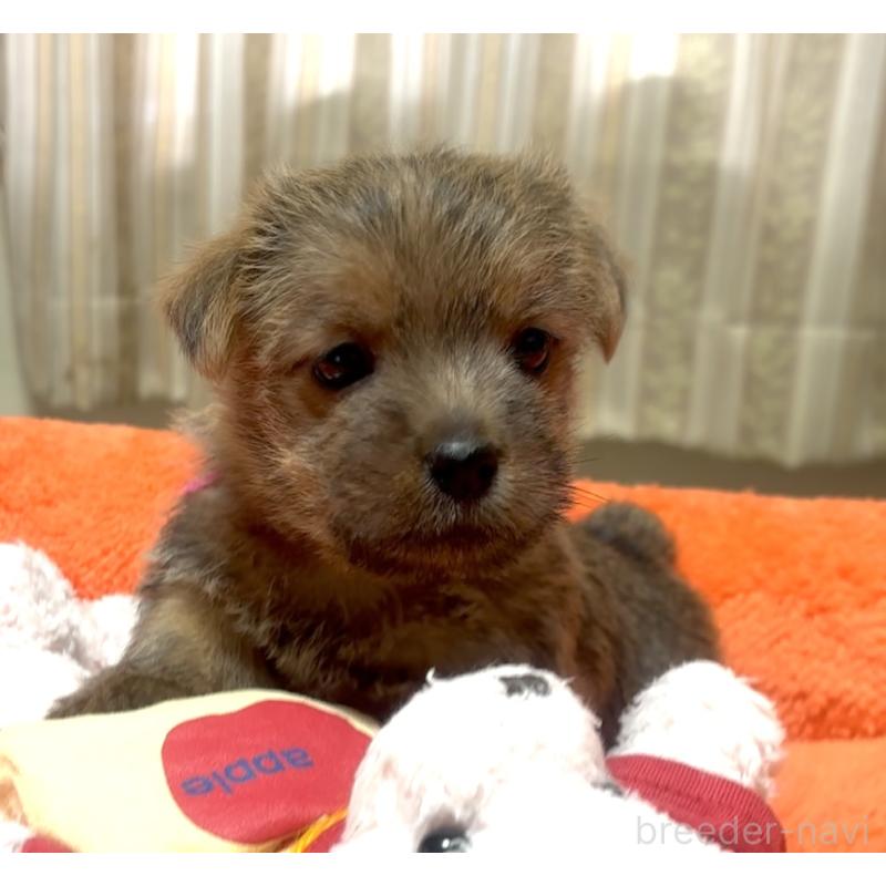 販売中の大阪府のノーフォークテリア-444886の6枚目