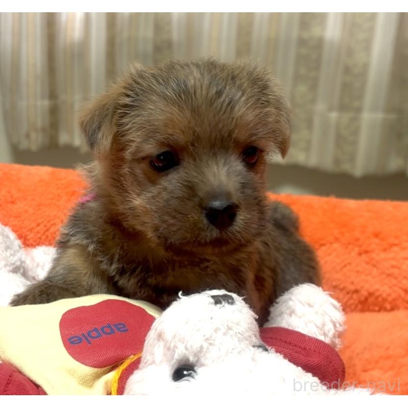 販売中の大阪府のノーフォークテリア-444886の5枚目