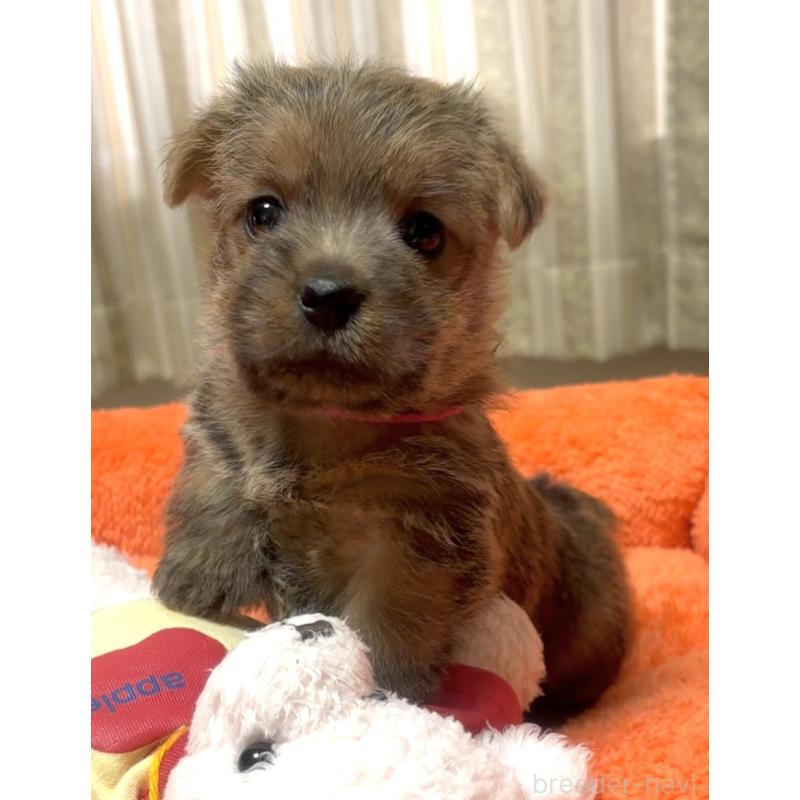 販売中の大阪府のノーフォークテリア-444886の4枚目