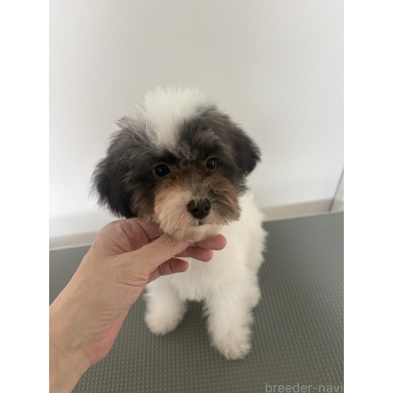 販売中の大阪府のタイニープードル-444885の2枚目