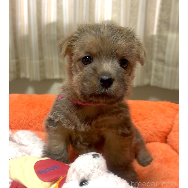 販売中の大阪府のノーフォークテリア-444886の3枚目