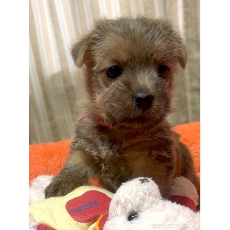 販売中の大阪府のノーフォークテリア-444886の2枚目