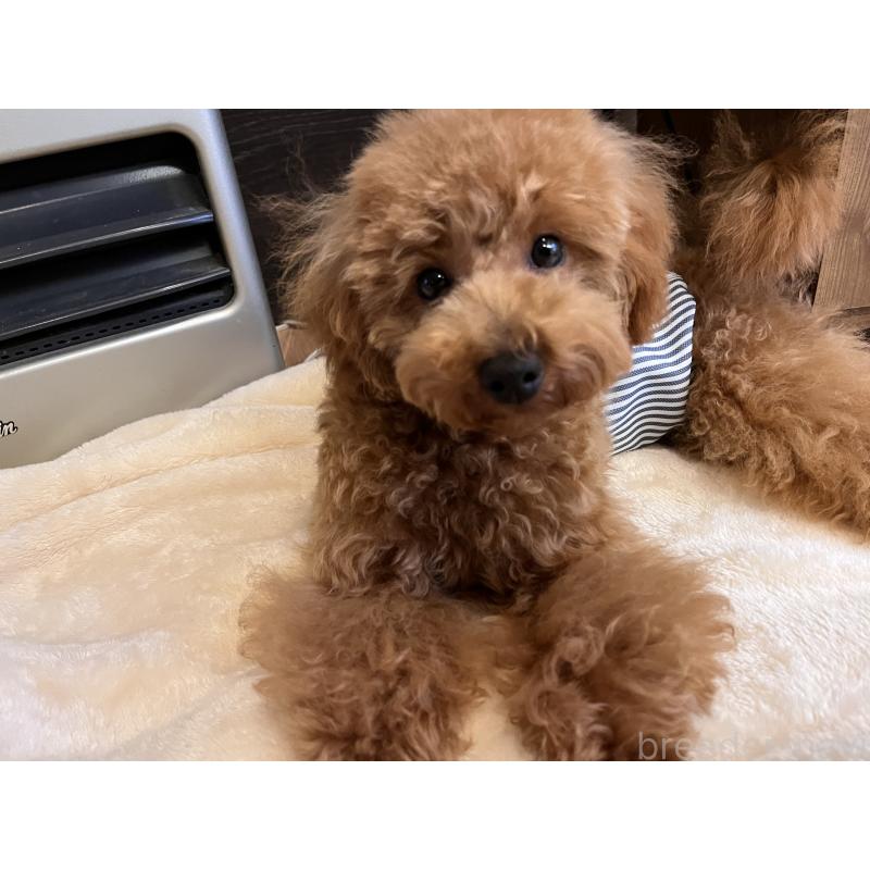 販売中の鹿児島県のトイプードル-444888の3枚目