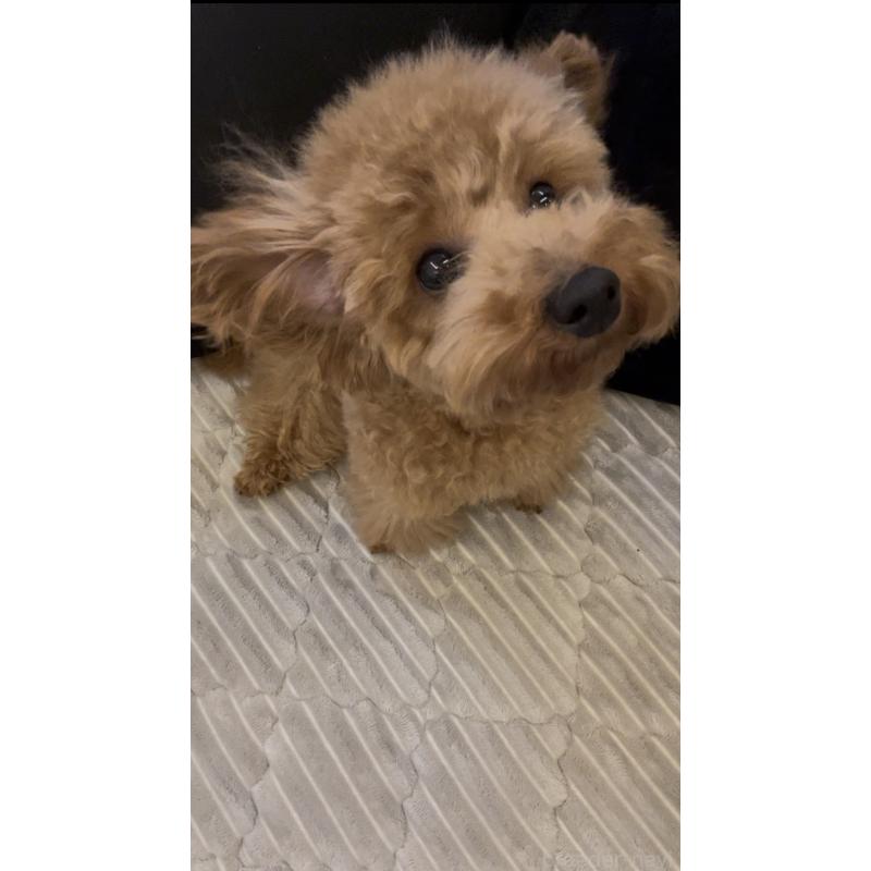 販売中の鹿児島県のトイプードル-444888の2枚目