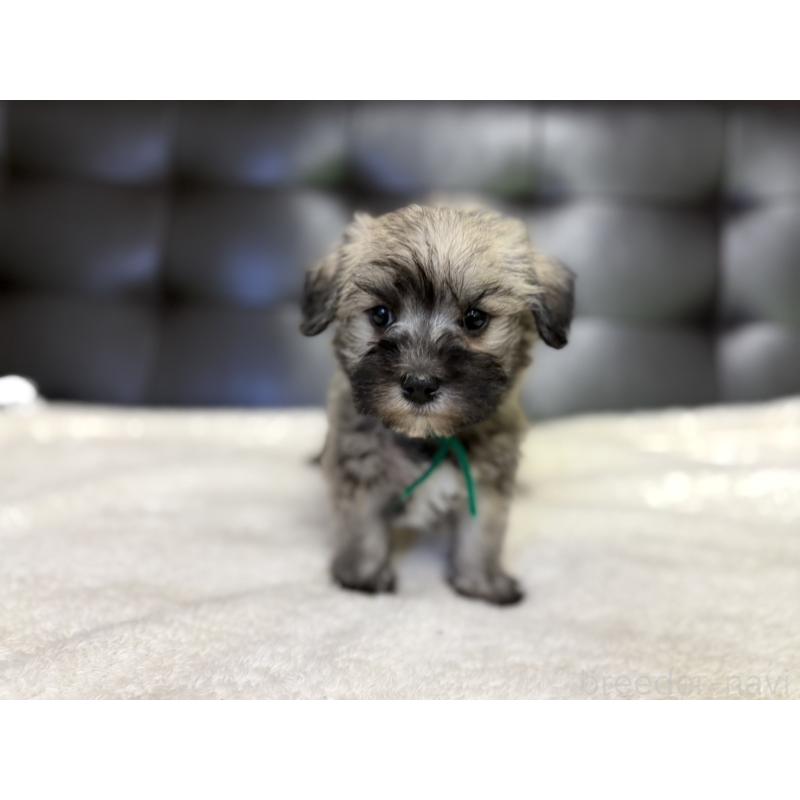 販売中の愛知県のマルシュナ:マルチーズ×ミニチュアシュナウザー-443894