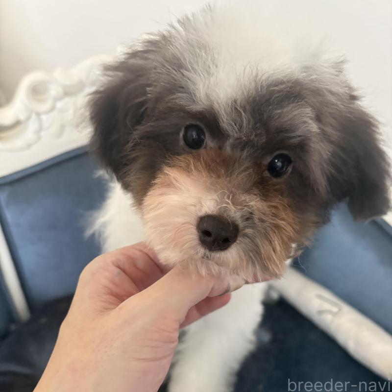 販売中の大阪府のタイニープードル-444885の1枚目