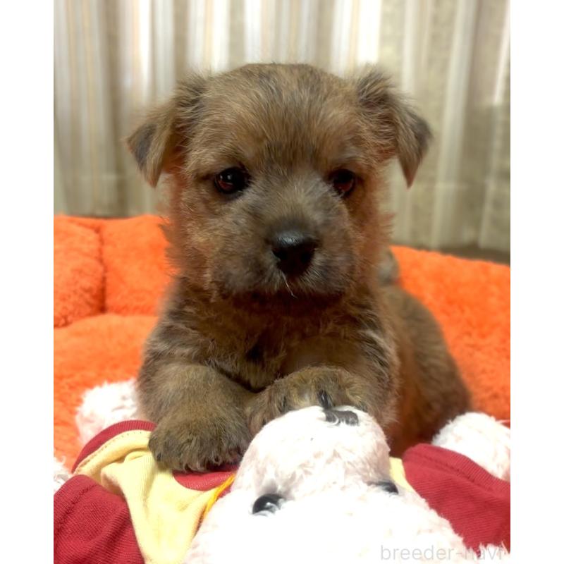 販売中の大阪府のノーフォークテリア-444887の7枚目