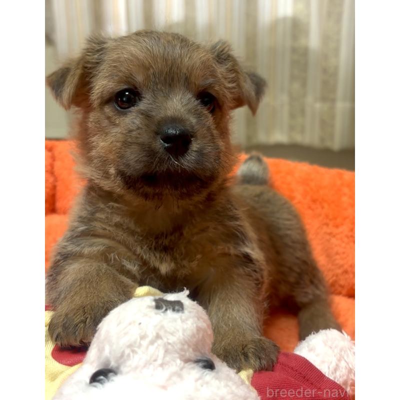 販売中の大阪府のノーフォークテリア-444887の6枚目