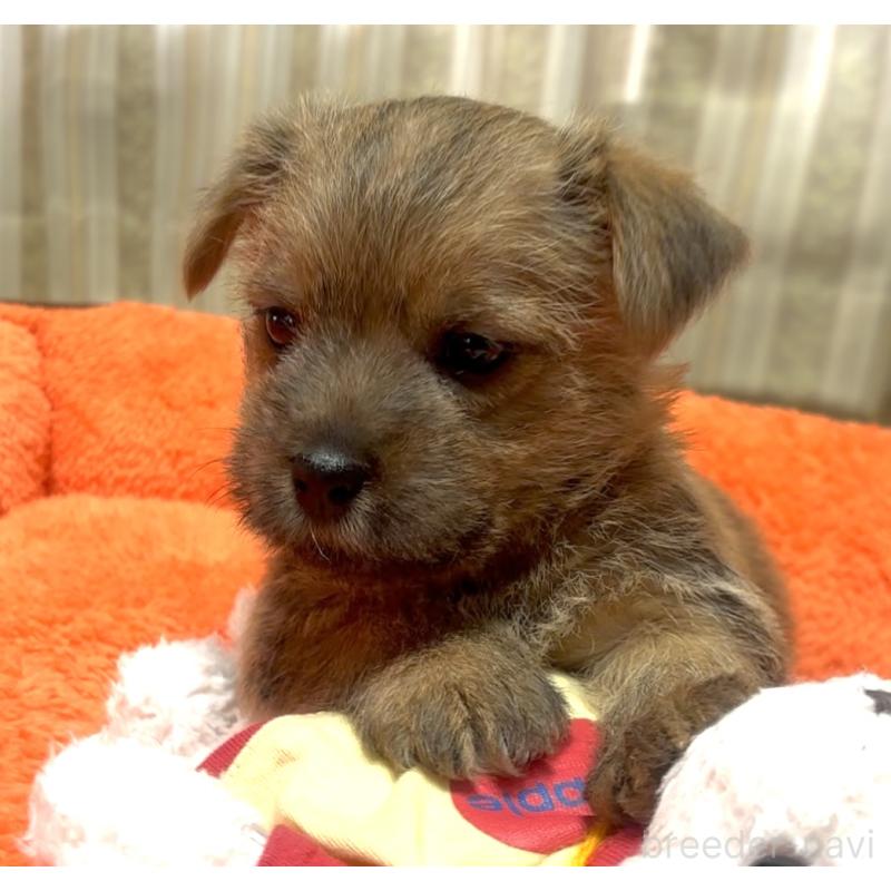 販売中の大阪府のノーフォークテリア-444887の5枚目