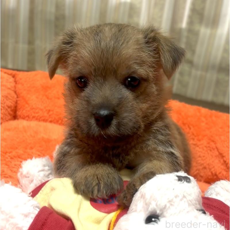 販売中の大阪府のノーフォークテリア-444887の4枚目