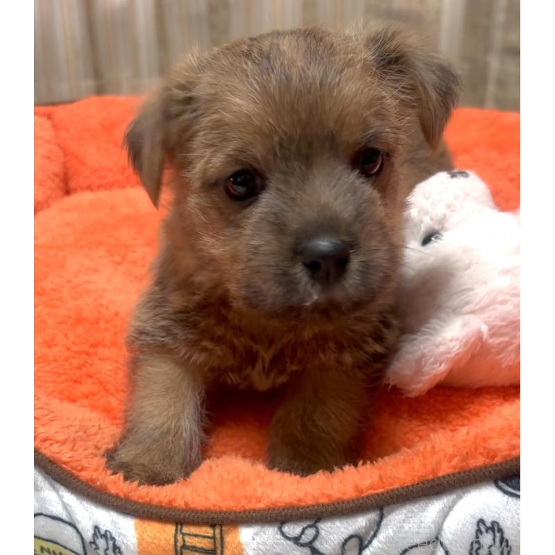 販売中の大阪府のノーフォークテリア-444887の3枚目