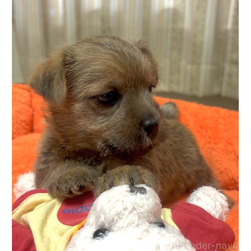 販売中の大阪府のノーフォークテリア-444887の2枚目