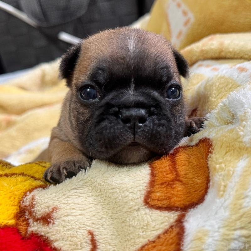 販売中の大阪府のフレンチブルドッグ-444889の2枚目