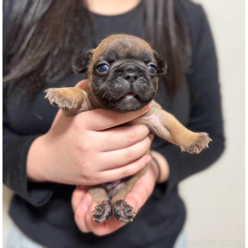 販売中の大阪府のフレンチブルドッグ-444890の4枚目