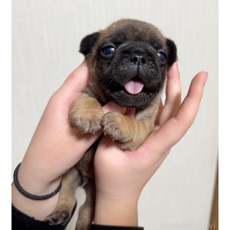 販売中の大阪府のフレンチブルドッグ-444890の3枚目