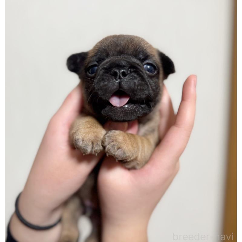 販売中の大阪府のフレンチブルドッグ-444890の2枚目