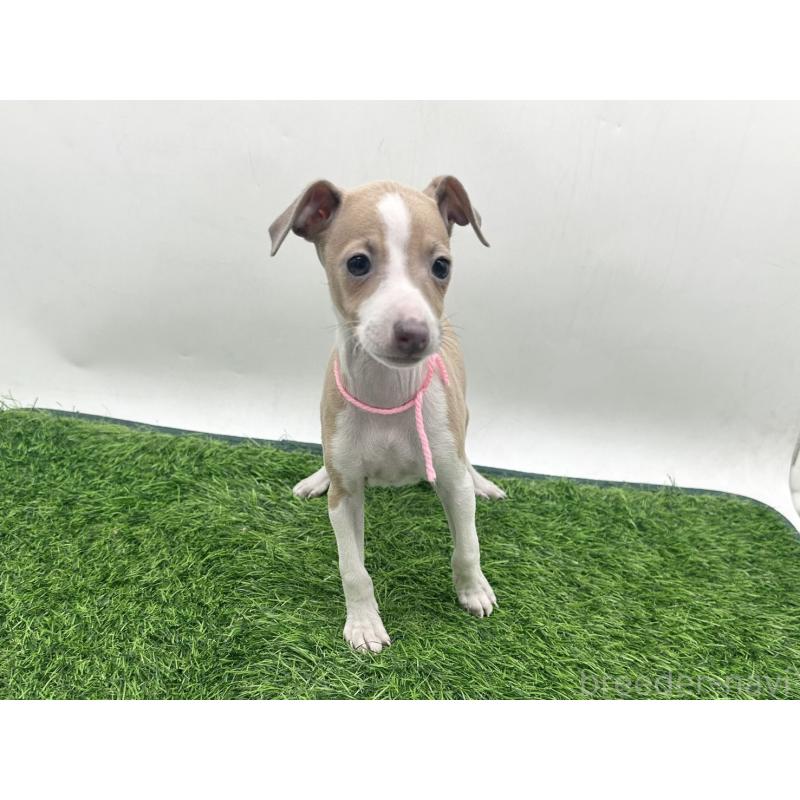 販売中の愛知県のイタリアングレーハウンド(イタグレ)-443362