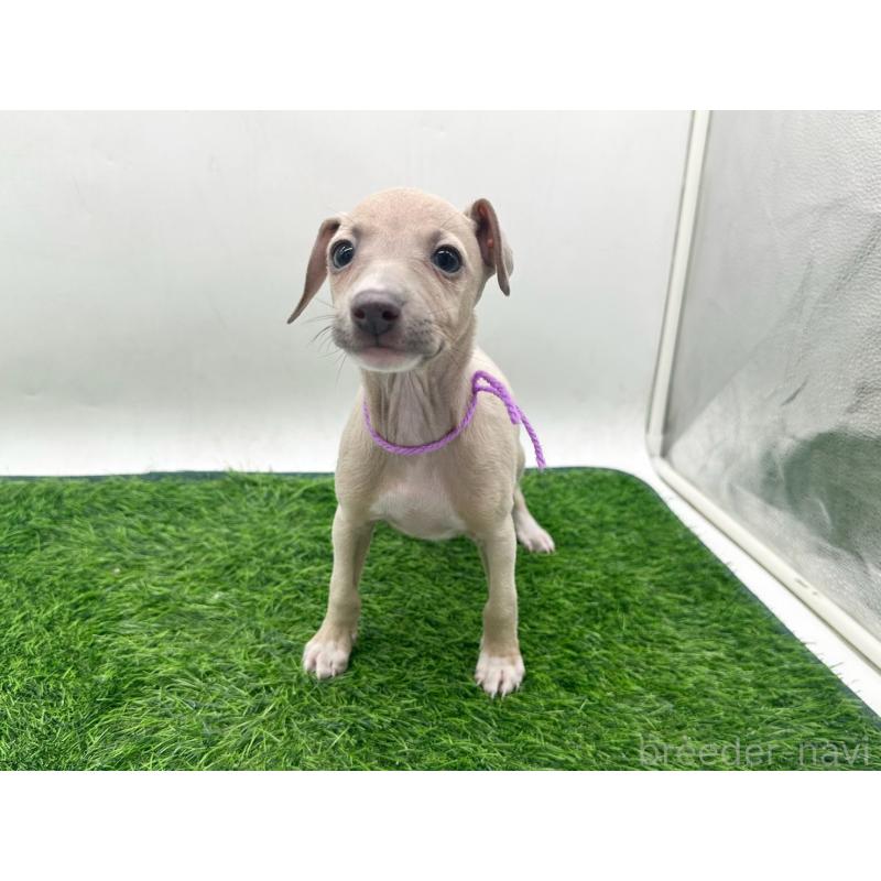 販売中の愛知県のイタリアングレーハウンド(イタグレ)-443358
