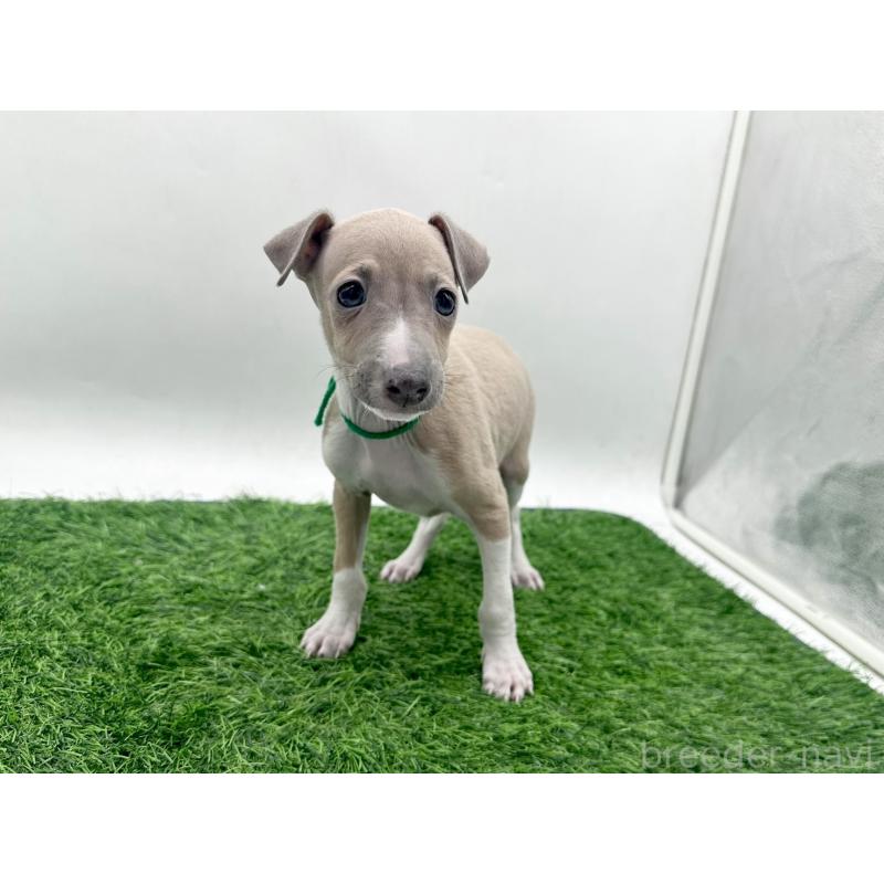 販売中の愛知県のイタリアングレーハウンド(イタグレ)-443360