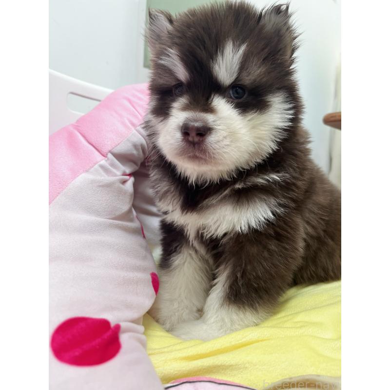 販売中の東京都のアラスカンマラミュート-444551