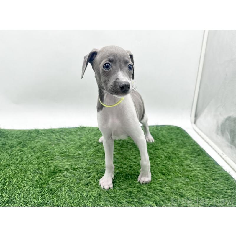 販売中の愛知県のイタリアングレーハウンド(イタグレ)-443356